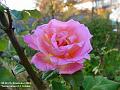 2003-1107Rose